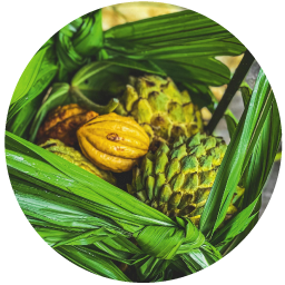 Federação%20do%20Povo%20Huni%20Kui%20do%20Acre%20–%20FEPHAC